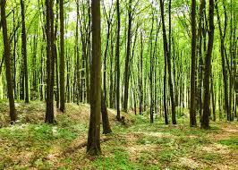 Sensores de humedad para madera: La guía definitiva.