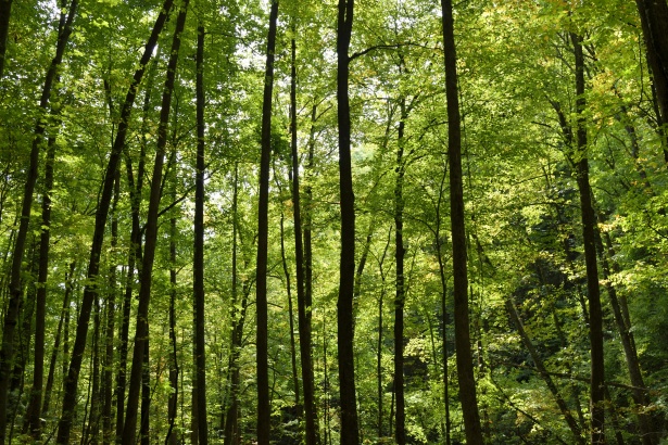 Todo lo que necesitas saber sobre sensores de humedad en madera en un solo lugar.